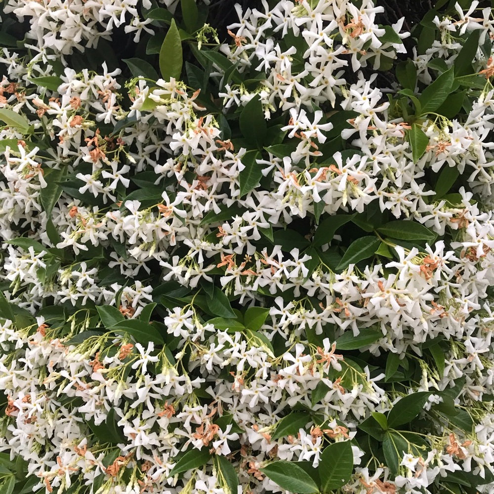 Meet your Posher, Bianca